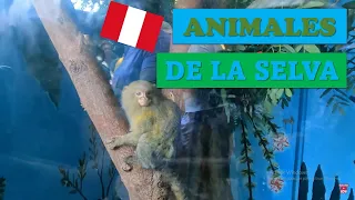 Parque las Leyendas   Animales de la Selva ( MONOS CHARAPAS AVES LOBOS DE RIO) -  Lima Peru