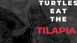 FEEDING THE TURTLES TILAPIA