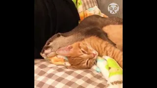 Cute otter cannot sleep without holding a cat