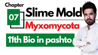 Plasmodial Slime Mold (Myxomycota) || Fungus-like protists || Fungi and protista chapter 07