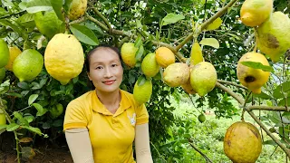 Harvest forest lemons goes to the market sell - Gardening to grow vegetables | Ly Thi Tam