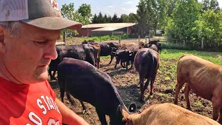 Cattle Mayhem