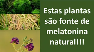 Estas plantas são fonte de melatonina natural e melhoram seu sono! | Dr. Marco Menelau