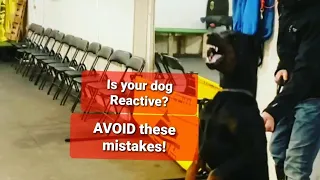 REACTIVE Dogs - Three BIGGEST mistakes owners make