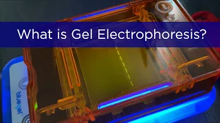 What is Gel Electrophoresis? | miniPCR bio™