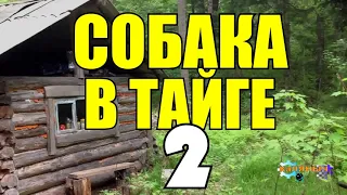 ХОЗЯИН ПРЕДАЛ СОБАКУ | ЖИЗНЬ В ТАЙГЕ  2 из 2