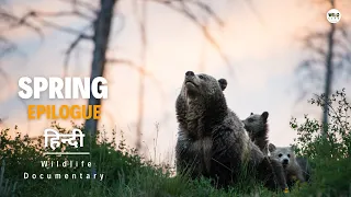 Spring Epilogue - हिन्दी डॉक्यूमेंट्री | Animal Planet Hindi documentary, Full Episode