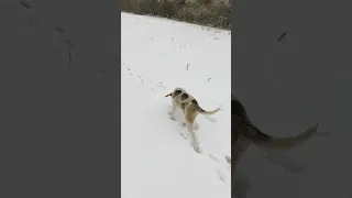 Первый горячий след зайца. Разбудили наконец косого с лежки!!!