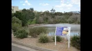 Flinders University Adelaide Australia: Lakeside Walk Tour