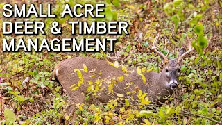 Small Property Timber & Deer Management Tips