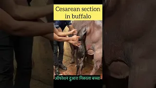 Cesarean section in buffalo l difficulty in birth l Dr Umar Khan