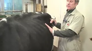Healthy Cow Check up    How to Perform a Physical Exam