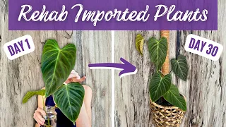 Acclimating Imported Plants the Right Way (Without Fear!) from Start to Finish