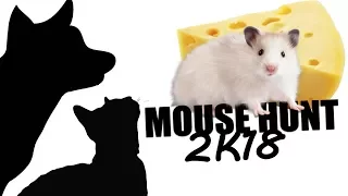 CAT GAMES - MOUSE HUNT 2K18 (FOR CATS ONLY)