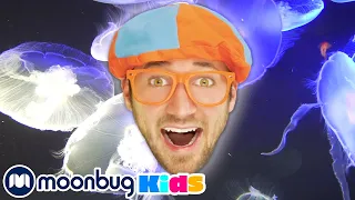 BLIPPI Visits a Zoo (Point Defiance Zoo & Aquarium) | ABC 123 Moonbug Kids | Fun Cartoons