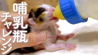 【４～５日目】哺乳瓶にチャレンジ！【おまめ日記】保護猫ミルクボランティア