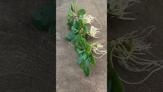 Lobelia Cardinalis Aquarium Plant 🌱