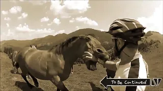 To Be Continued Animal Compilation 2020