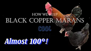 Keeping Chickens Cool in this Heat- Black Copper Marans