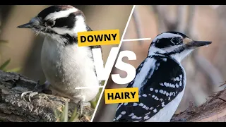 Downy vs Hairy Woodpecker: How to Tell The Difference?!