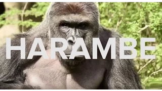 HARAMBE Meme Explosion Explained