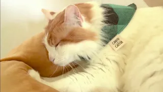 Cama nido para gatos