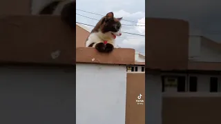 kucing menjadi anjing ~ kucing lucu menirukan anjing