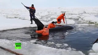 Касатки застряли во льдах. Спасение касаток из ледяного плена.