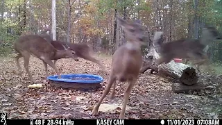 Doe breaks ice in pool, everyone else thought they'd been shot.
