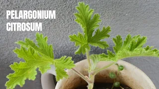 Is This the Mosquito Plant? The Geranium Citrosum | Not Citronella