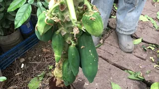 Как вырастить папайю 1
