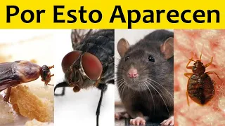 🐜SIGNIFICADO EMOCIONAL por el que APARECEN LAS PLAGAS en TU CASA y COMO ELIMINARLAS para SIEMPRE