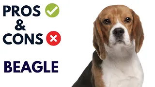 Beagle Pros and Cons | Beagle Dog Advantages and Disadvantages #AnimalPlatoon