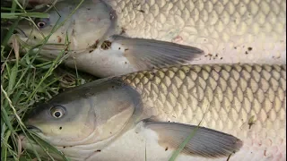 Рыба дуреет от этих насадок.Рыбалка на огромных карпов и амуров 2018
