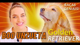 GOLDEN RETRIEVER - BOO UNZUETA (PODDELAS) CONTA COMO É TER UM! ACOMPANHE SOBRE COMO É TER EM CASA!