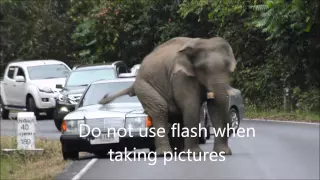 elephants on the road in khao yai national park