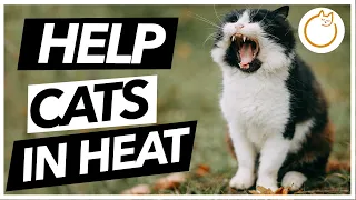 How to HELP a Cat in Heat - Heat Cycles Explained