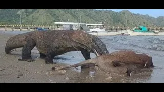 part 2.full video. Komodo dragons attack deer" in sea water  Komodo dragons are difficult for him,,