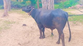 Murrah Bull For Sale In Alwar Rajasthan||Murrah Video||Murrah Bull