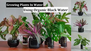 Indoor Plants Water Garden Using Organic & Healthy Black Water | Water Growing Plants//GREEN PLANTS