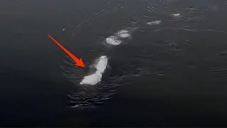 The 'strange thing swimming' in Alaska probably isn't the Loch Ness monster