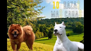 Las 10 Razas de Perro más Caras del Mundo