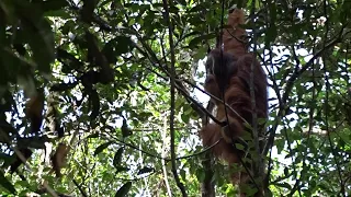 Orangután sorprende a científicos al prepararse ungüento para curarse herida | AFP