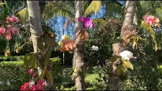 Phalaenopis Orchids, Dendrobium Orchids, How to Mount on Trees 2020 Edition