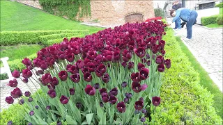 2019 05 11 Warszawa Ogrody Zamku Królewskiego cz 1 Niezwykłe tulipany muzyka Winds of Spring