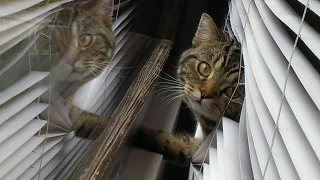 Cat going crazy; Кот офигел