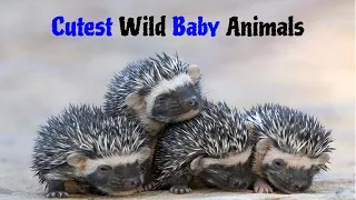 The Cutest Wild Baby Animals That Will Make You Go Aww | Turbo Brain