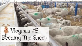 How I Feed The Sheep  |   Merry Vlogmas #5