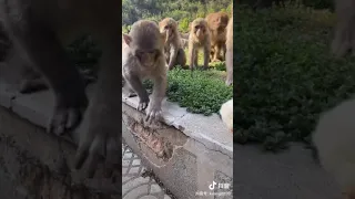 Monkey vs chick