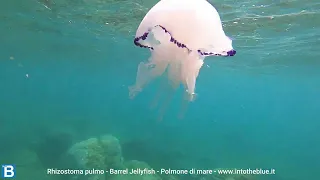 Polmone di mare Rhizostoma pulmo Barrel Jellyfish intotheblue.it